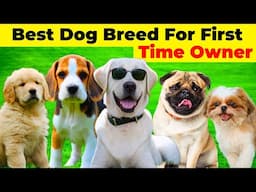 Best Dog Breeds For First Time Dog Owner 🐶