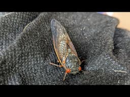Cicadas In Our Yard - 20 May 2025