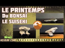 SUISEKI l’art des Pierres avec Sami Amdouni. Printemps du BONSAÏ 🟢 NEJIKAN CLUB PUBLIC 🟢