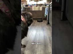 Shedding Season Survival! Roomba 205 Dust Compactor vs. Pet Hair