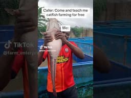 Catfish Farming - Harvesting a year old catfish #shorts #foryou #fishfarming #catfishfarming