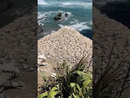 📍Muriwai Gannet Colony Almost the end of their season, visit before they’re off to Australia 🪽