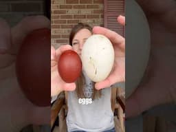 Goose Egg vs Chicken Egg