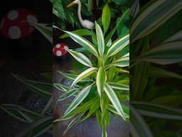Bambu da Sorte/ Planta Símbolo de Boas Energias