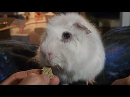 What is my SECRET for Pipsqueak's Long Life?