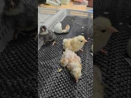 Hatching Ermine x Ermine Ameraucana