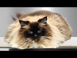 This Ragdoll cat wants to set the record straight about his breed..