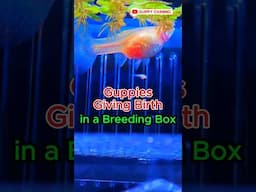 Guppy Fish Care - Guppy Giving Birth in a Breeding Box #fishtank #aquarium #guppyfishtank