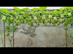 The secret to growing chayote has just been revealed, with many big fruits.