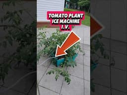 Tomato plant ice machine IV & HVAC condensate water supply EMSCO CITY PICKER