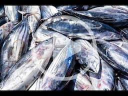 Sustainable Fishing