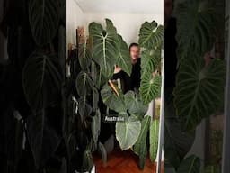 Lush Plants everywhere 🙌🙌 watch full houseplant tour 👆