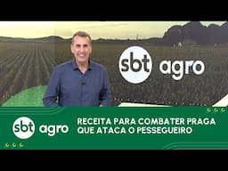 RECEITA PARA COMBATER PRAGA DO PESSEGUEIRO
