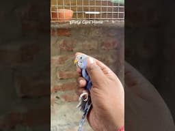 New Budgies birds #birds #budgies #lovebirds #parrot #viralvideo #shorts