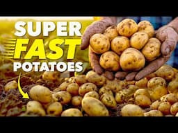 The Clever Way Smart Gardeners Grow Potatoes (In Record Time)
