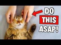 If Cats Could Talk, They’d Beg You to Do These 12 Things More Often