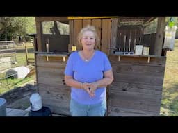 Are you even ready to start keeping chickens for eggs?