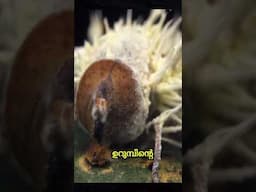Zombies actually exist in nature.