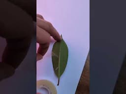 stomatal Peel - plant gas exchange and leaf structure #biology #science #igcse #scienceexperiment