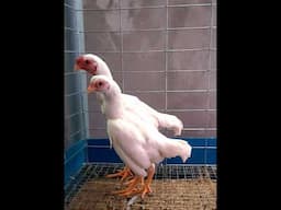 cặp koshamo trên 5 tháng