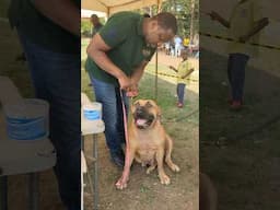Lovely Female Boerboel getting appraised #shorts #boerboel #dog