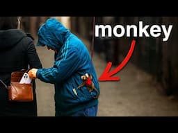 I Trained A Tiny Monkey To Steal From Thieves