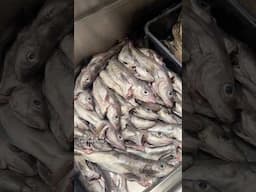 We Caught Hundreds of Pounds #fishing #shorts