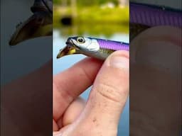 MONSTER Bass On A TINY Lure…