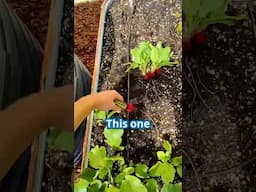 This will cut it close! Do you think I’ll get one more harvest before my tomatoes?! #gardening