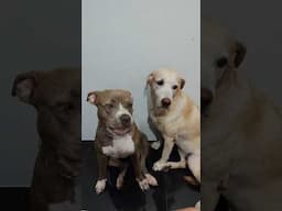 Labrador cheers up baby sister who is in heat ❤️🩸😘 #dogs #love #staffy