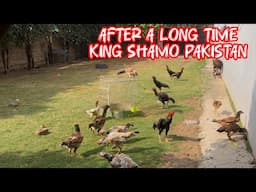 I Am Back After Long Time | King Shamo Pakistan Breeding Farm |