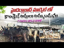 హైదరాబాద్ లో కాంక్రెజ్ ఆవులు ,దూడలు తక్కువ ధరలో || Kankrej Cows and Calfs prices