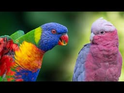 Backyard Buddies: Rainbow Lorikeets & Galahs