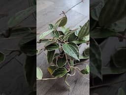 Hoya Latifolia Blooming #plants #plantlover #houseplants #plantcare