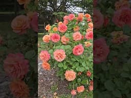 Easy Does It- this is a bloom machine in my garden. #rose #gardening