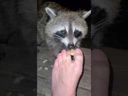 The Toe Jam Trash Panda Move