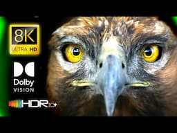 WILD ANIMAL CONSERVATION in 8K VIDEO ULTRA HD Dolby Vision 120FPS / #8K #ANIMAL