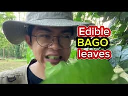 Edible Bago leaves