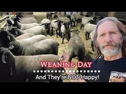 Weaning Day at Ewetopia Farms | Lambs Learning Independence