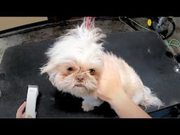 WARNING This Shih Tzu Health Mistake Could Cost You THOUSANDS