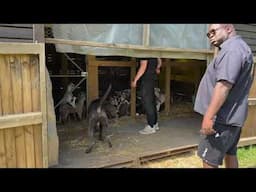 CANE CORSO ZEUS Ecollar Training around Alpacas