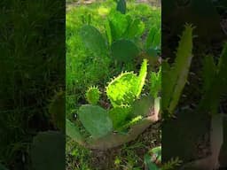 A little bit of Arizona #cactus #fulltinyhouse #fulltinyhomestead