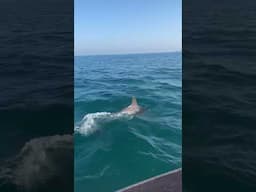 Why I love my job ❤️ #dolphin #fisherman #beautiful