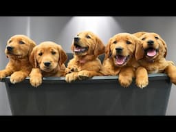 Bathing 9 Golden Retriever Puppies for the First Time: PURE CHAOS 🐶🥹