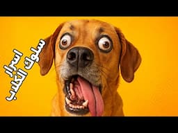 اسرار سلوك الكلاب .. معناها هيصدمك