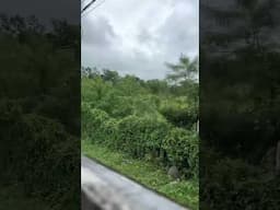 View of the Philippine road 🇵🇭