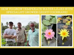 How to grow temperate water lilies with specialist grower Geoff Cochrane!