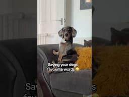 Saying your Dogs favourite words! 😂 #dachshund