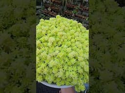Sedum tokyo sun  | bikolanahardinera #shortvideo #succulent #sedum