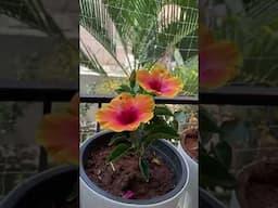 hibiscus blooms in summer
